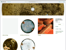 Tablet Screenshot of animateddog.bandcamp.com